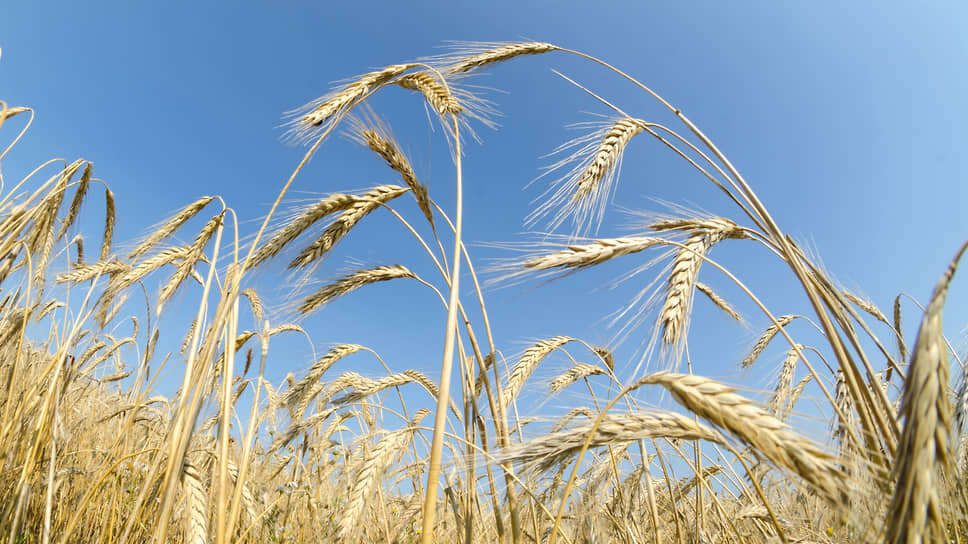 В 2025 году аграрии Чувашии получат более 5 млрд рублей господдержки.📷Фото: Олег Харсеев / Коммерсантъ