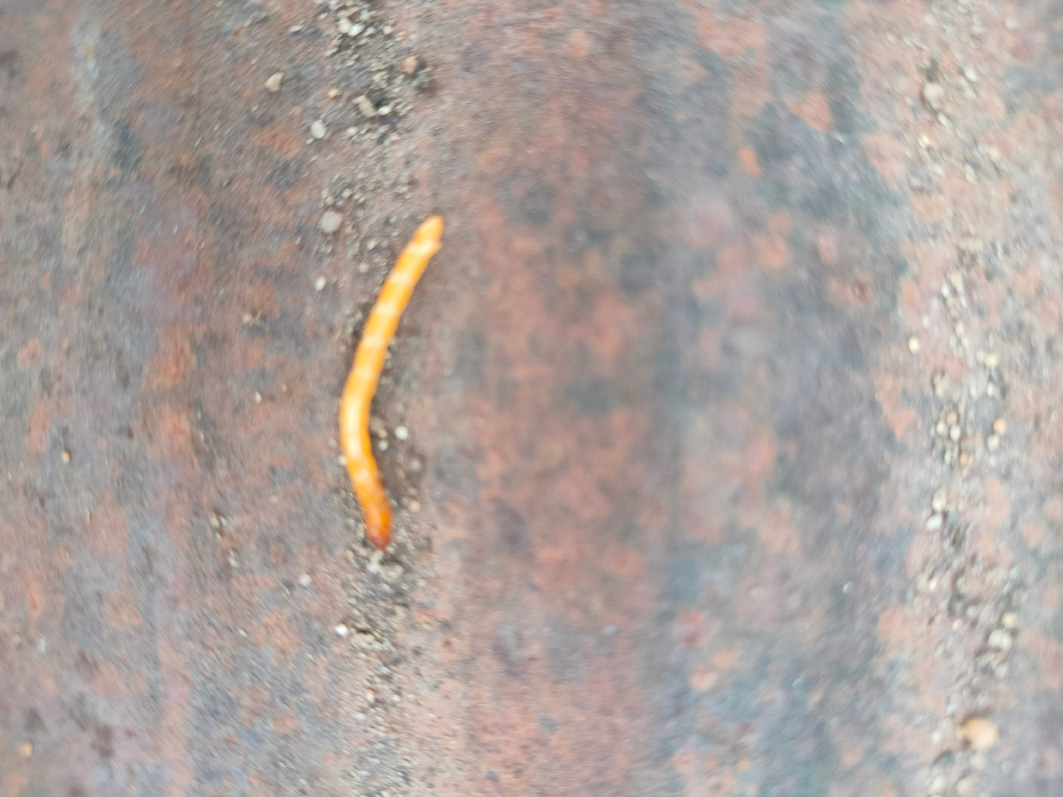 Фото автора. Проволочник