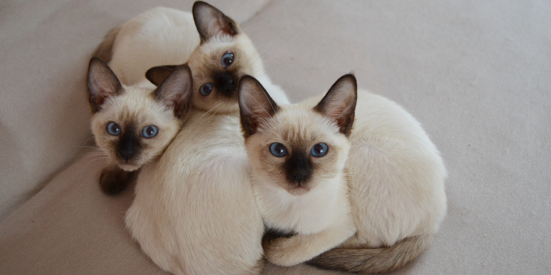 Про котят и их характеры