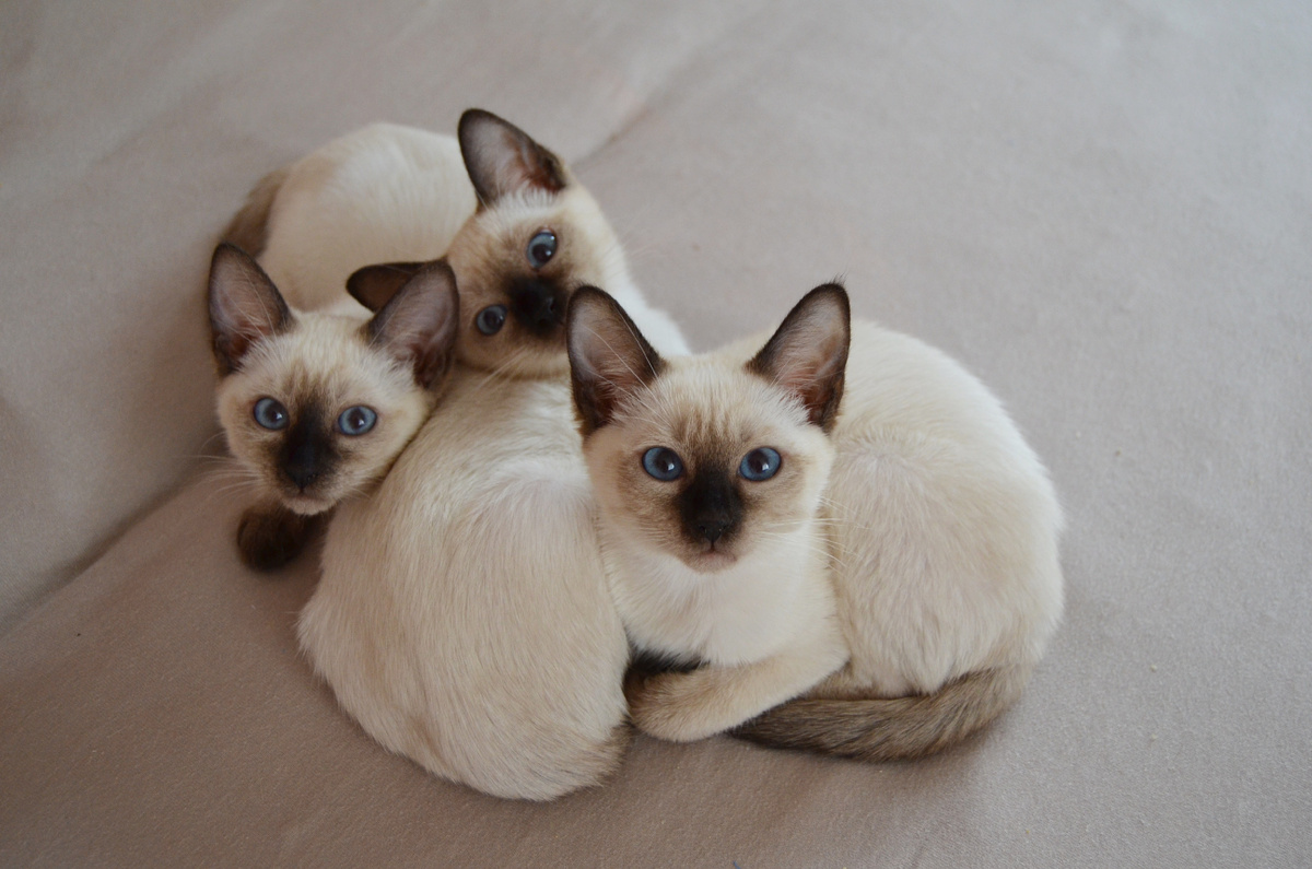 Мы близнецы, а вы не знали?