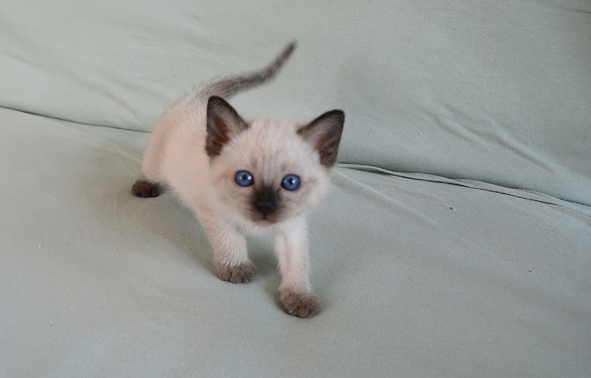 Мама, мама, ты уже нашла мне дом, где будет большой красивый пёс?