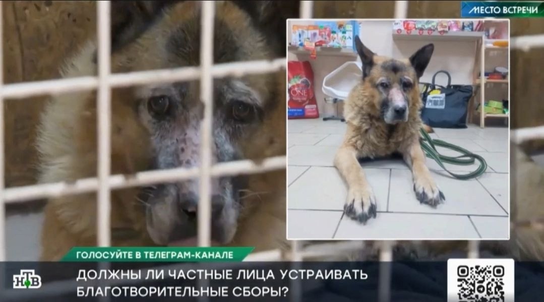 Кроме нас, лечить «популярную» овчарку некому...