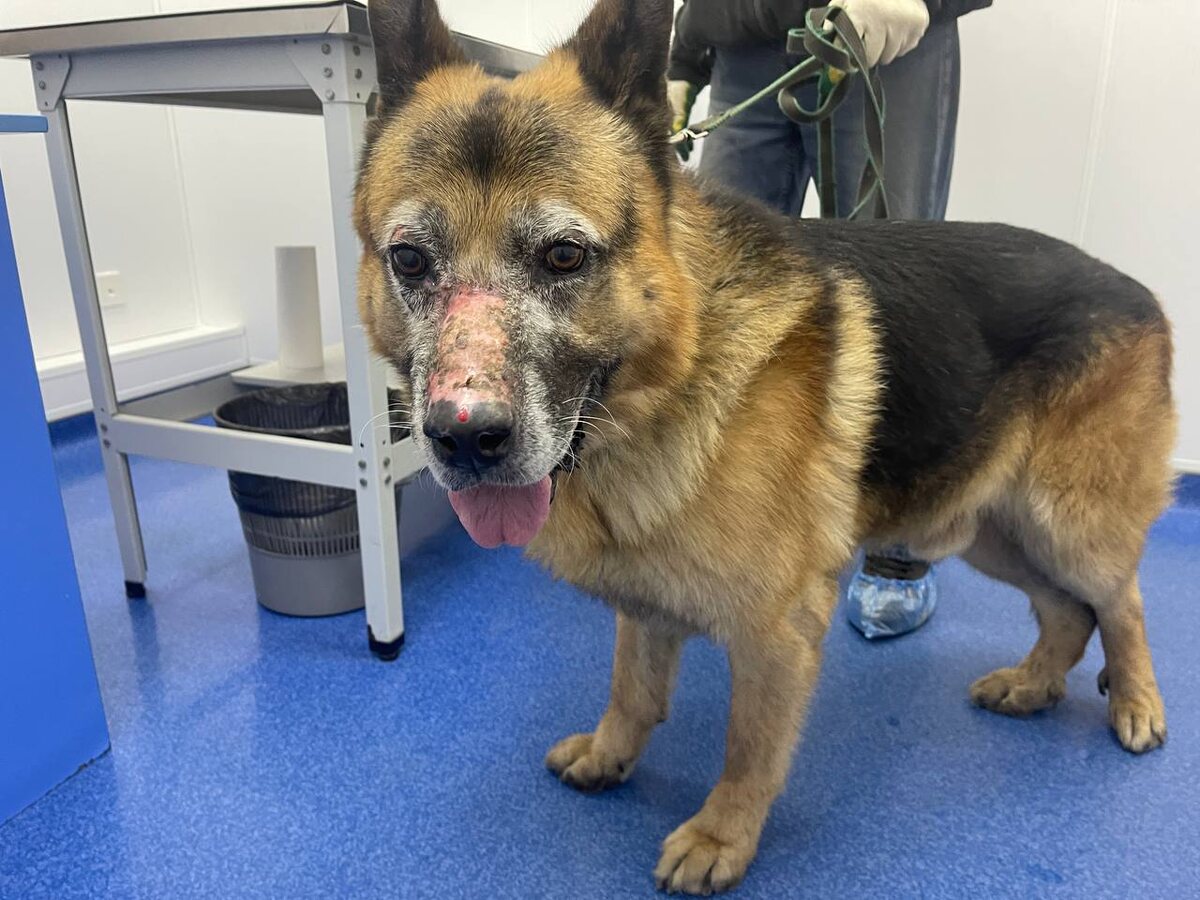 Путь к восстановлению здоровья у Волкера уже не молодой собаки, к сожалению, очень длинный.