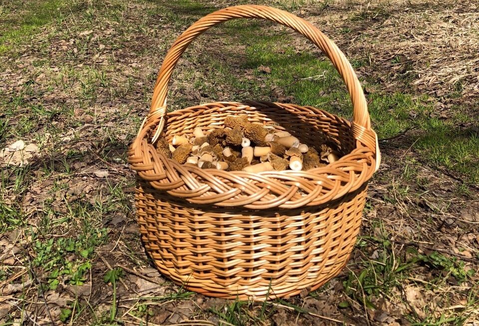    Грибы в Алтайском крае. Источник: "Грибы и грибники Алтайского края"