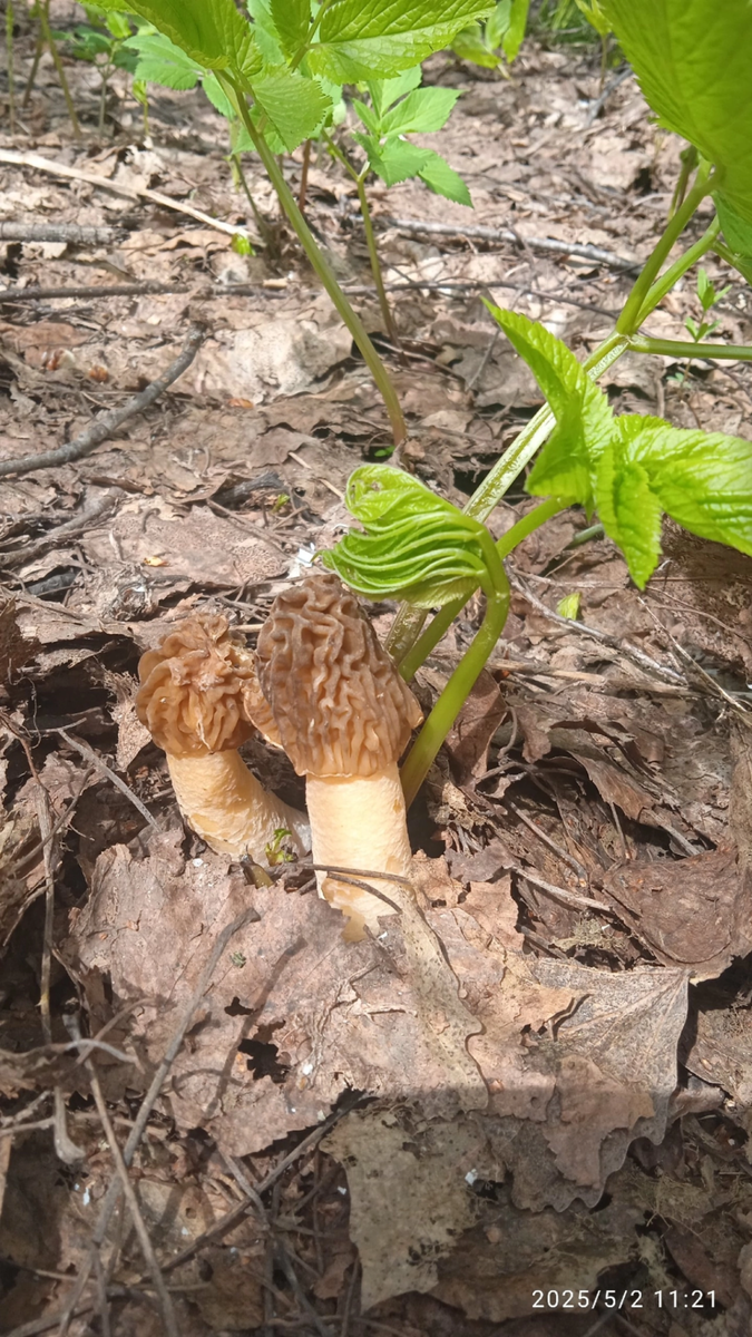    Грибы в Алтайском крае. Источник: "Грибы и грибники Алтайского края"
