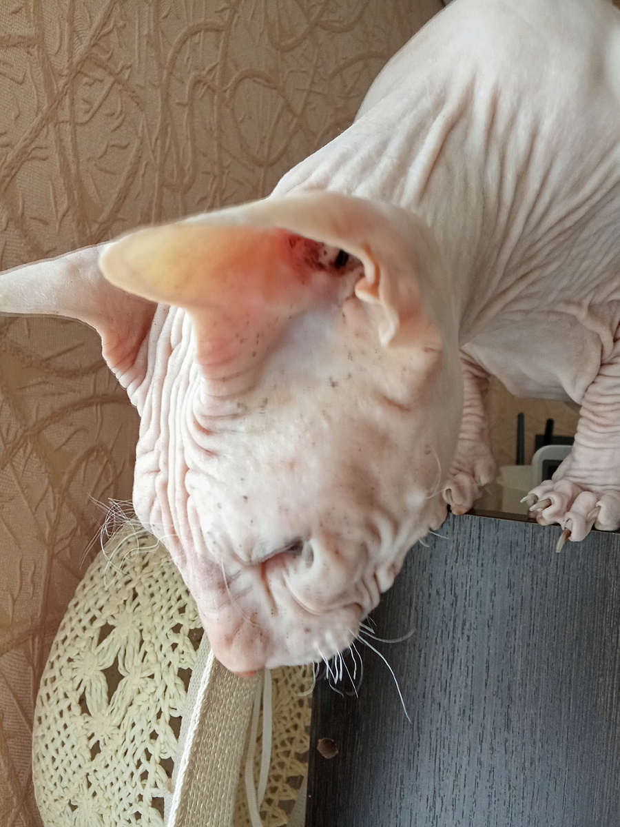 Так выглядит мое любопытство.