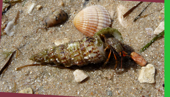 Этого можно встретить на любом песчанном пляже Черного моря.