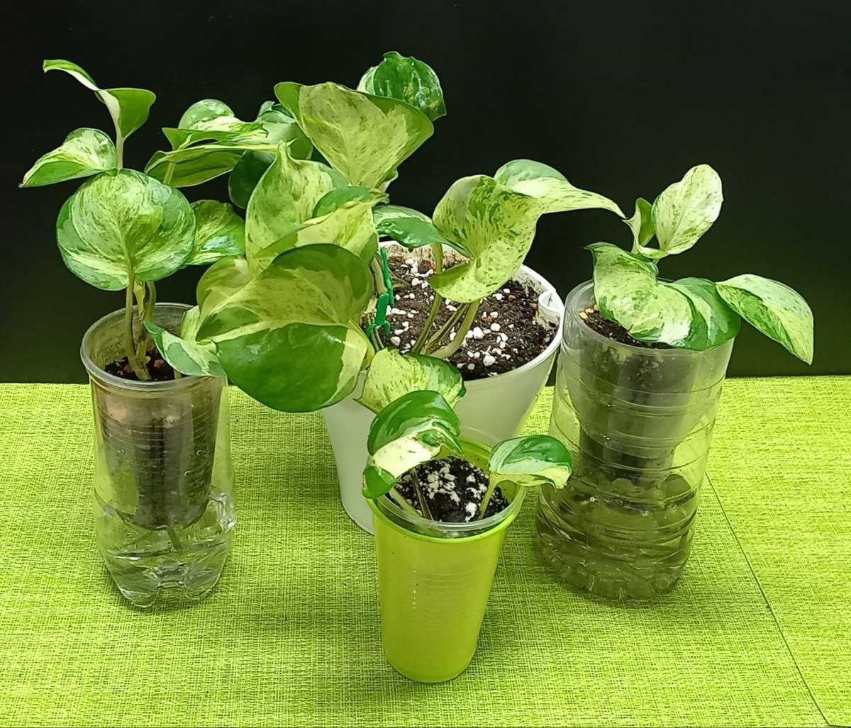 Эпипремнум Хэппи Лиф (Epipremnum Happy Leaf)