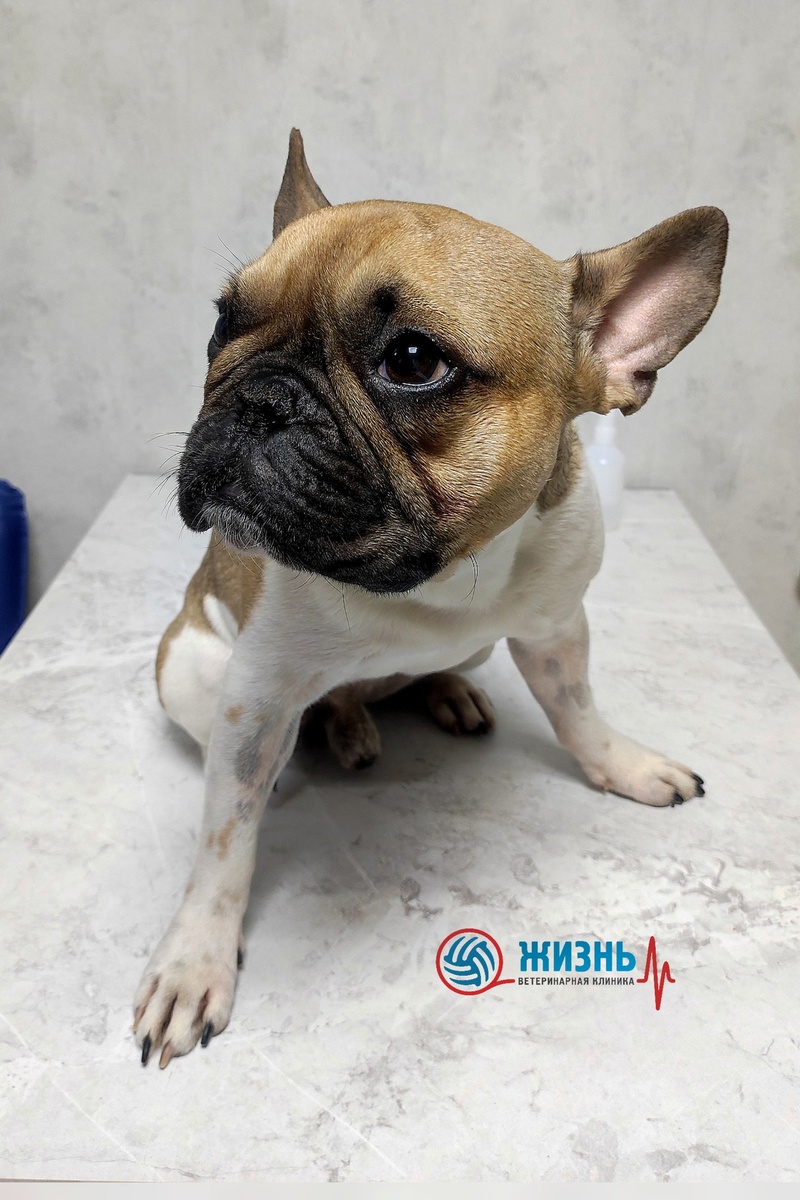 Коррекция брахицефалического синдрома. 