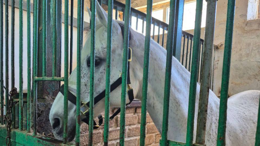    Фото: Telegram/Кабайло. Спорт/dkabailo; 5-tv.ru