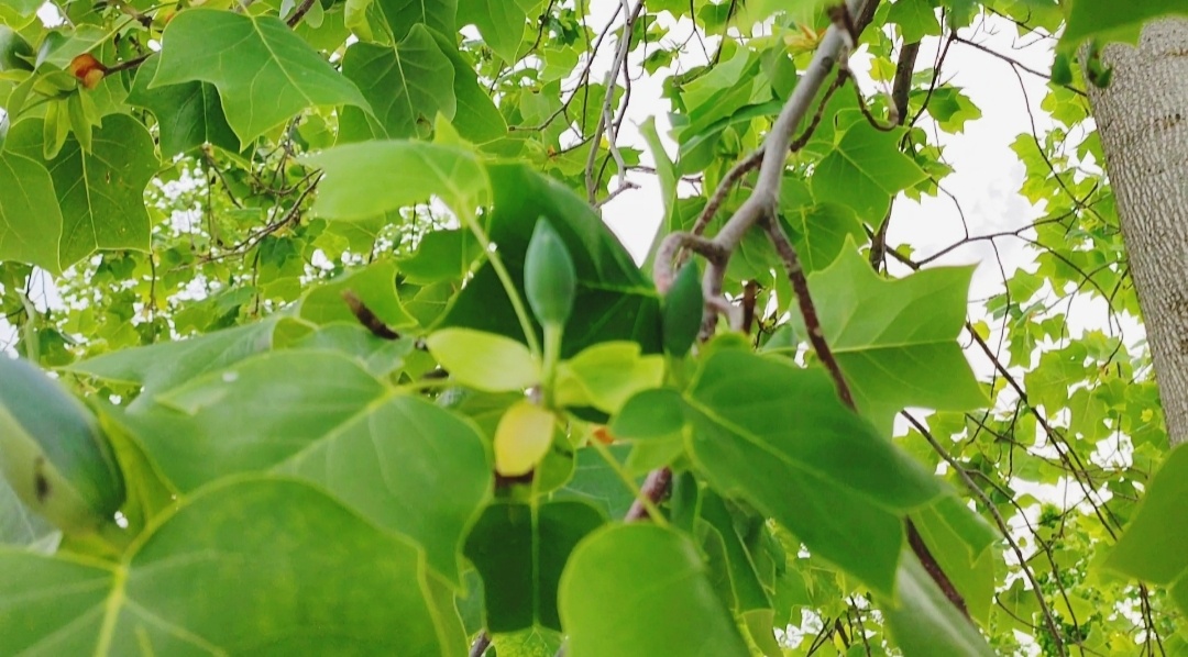 🌿🌱🌿🌱🌿🌱🌿