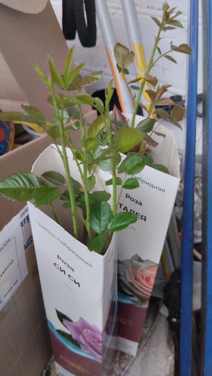 Новинки из "5-ки".