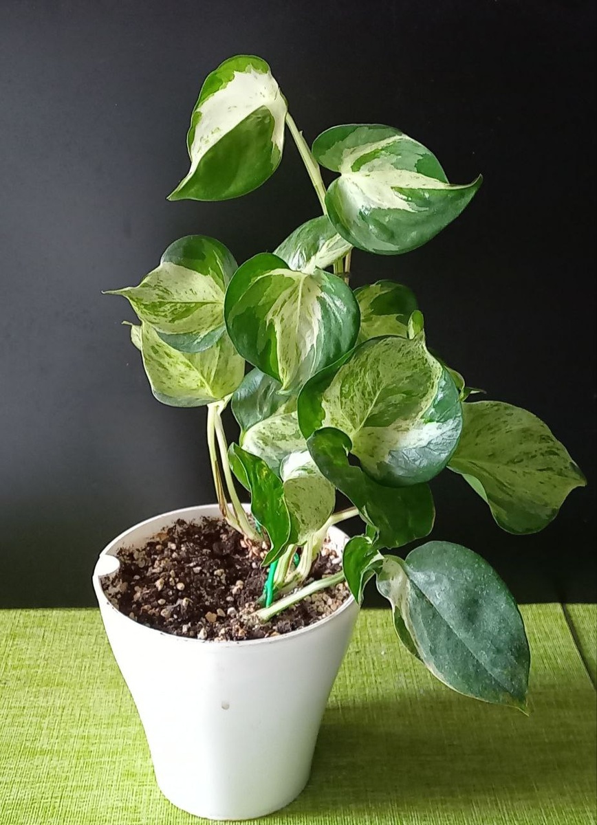 Эпипремнум Хэппи Лиф (Epipremnum Happy Leaf)
