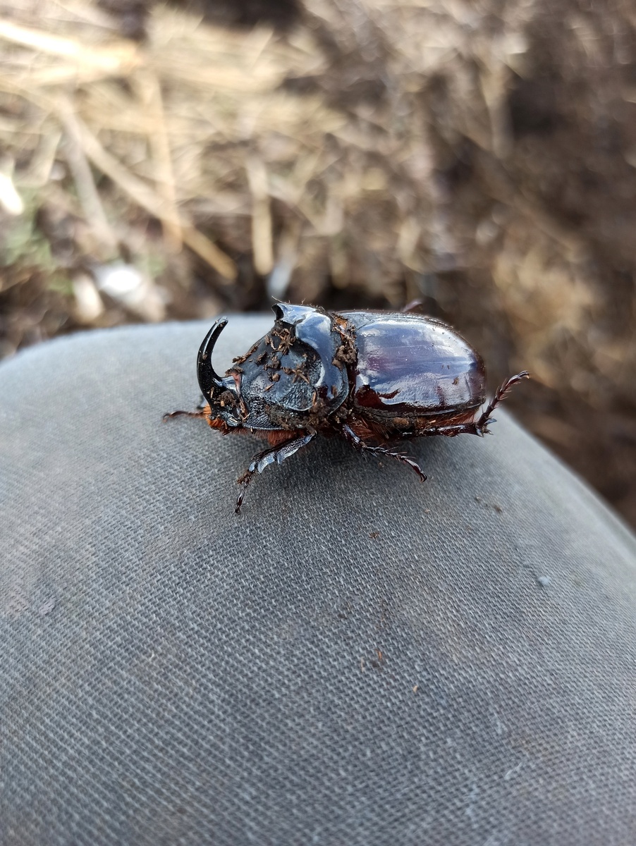 Какой красавец