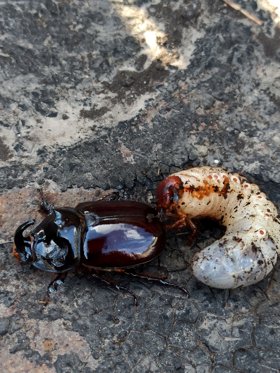 С гусеницей