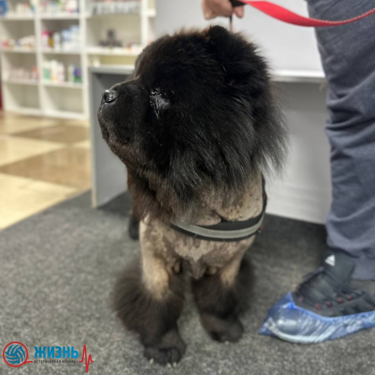 Пиодерма у чау-чау. Дерматологический прием в ветеринарной клинике в Калуге Жизнь.