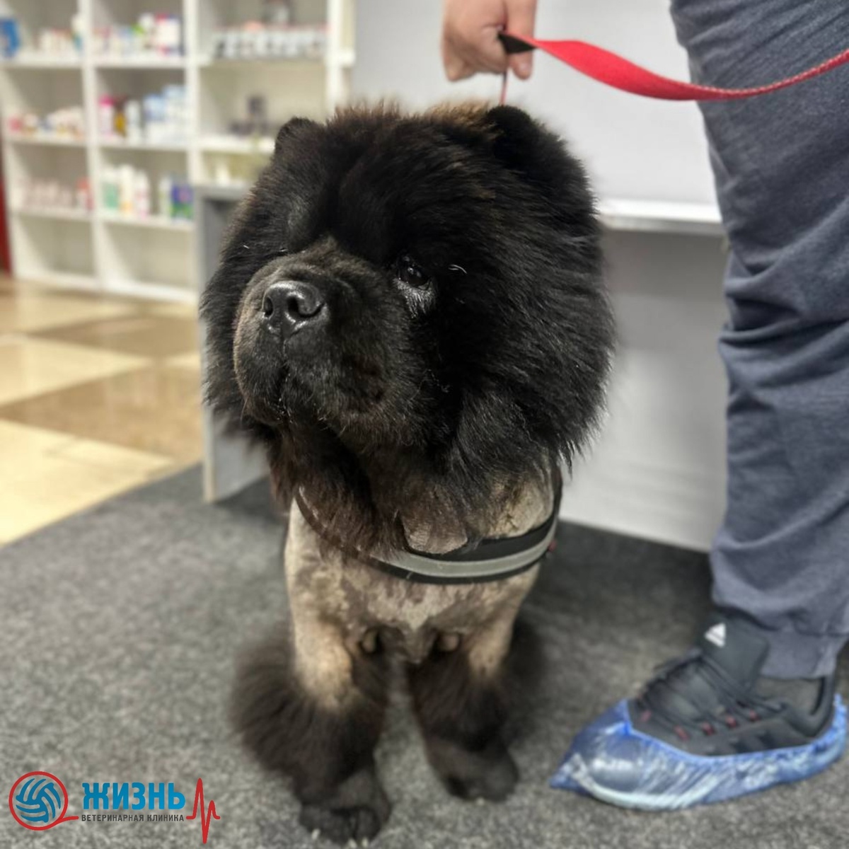 чау-чау Есения с пиодермой проходит лечение в ветеринарной клинике в Калуге Жизнь