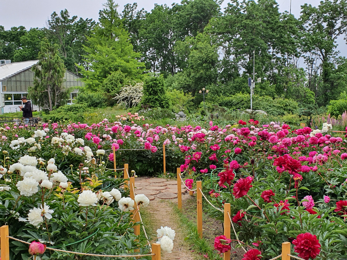 Цветут пионы