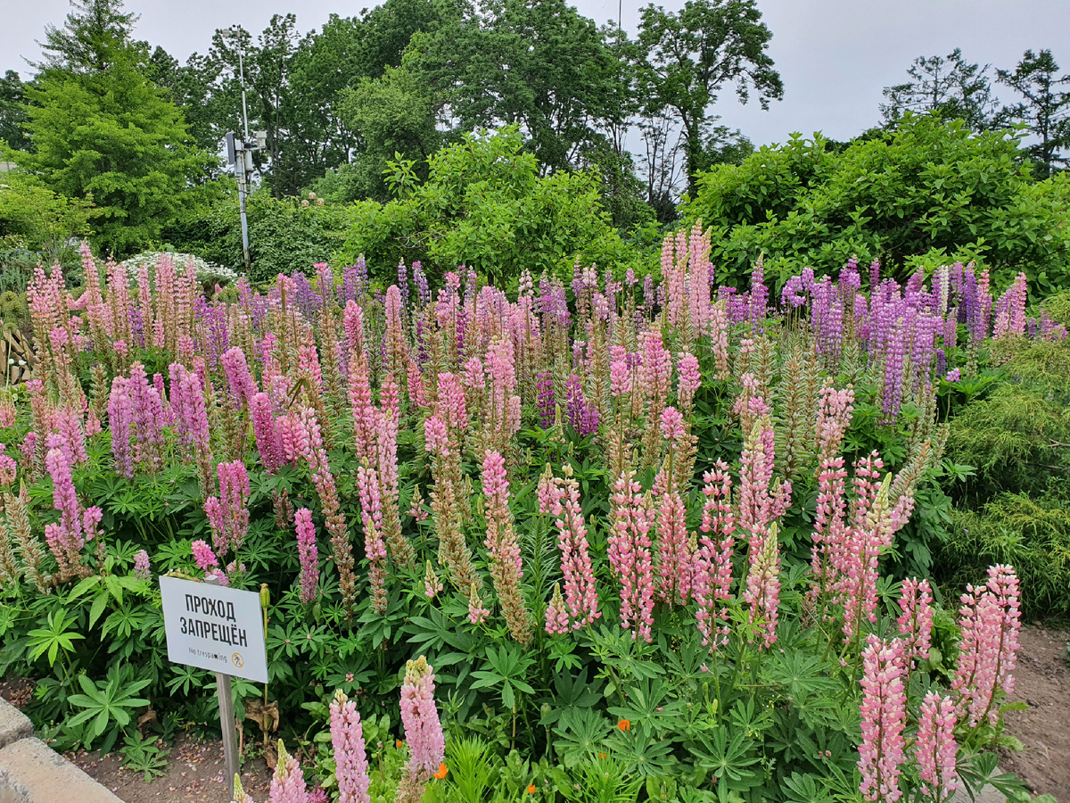 Люпин многолистный