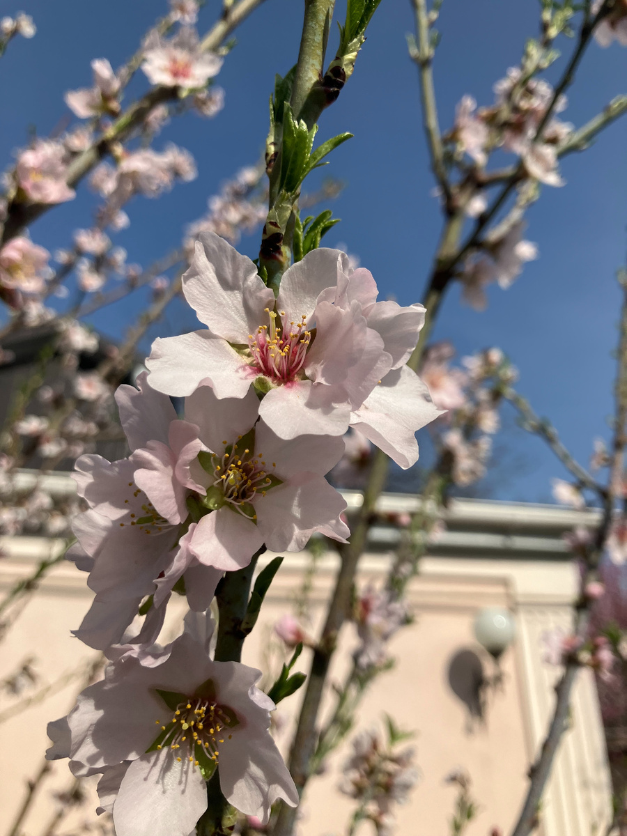 Миндаль в цвету