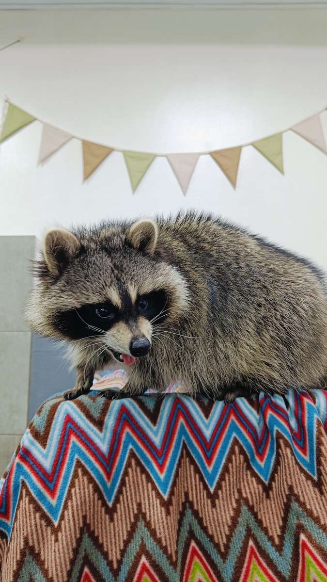 Еноты в антикафе