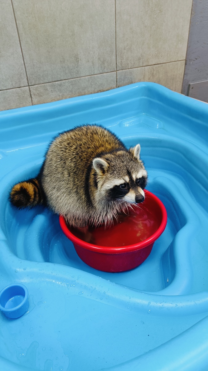 Енот Арсений