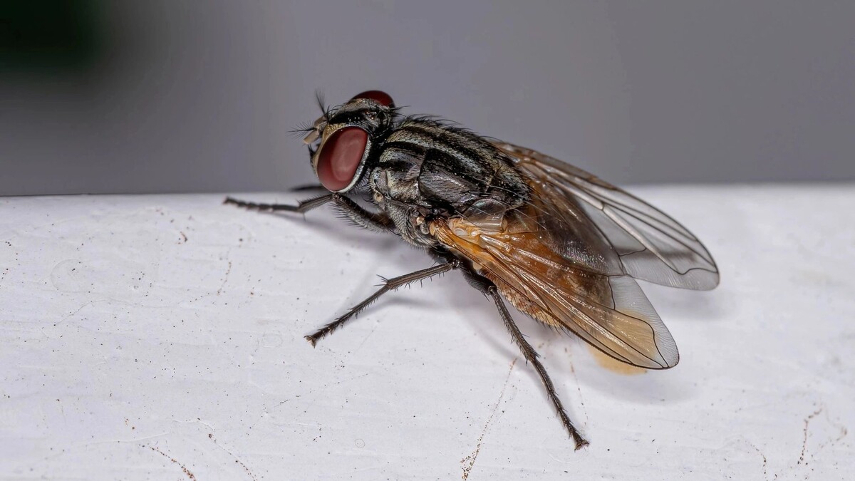    Фото: Vinicius R. Souza/Shutterstock/Fotodom