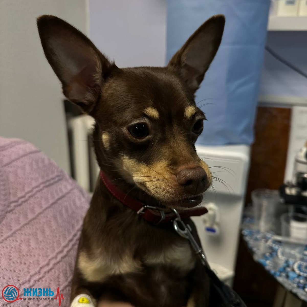 Пироплазмоз у собак, диагностика и лечение в Калуге. Ветклиника Жизнь. 