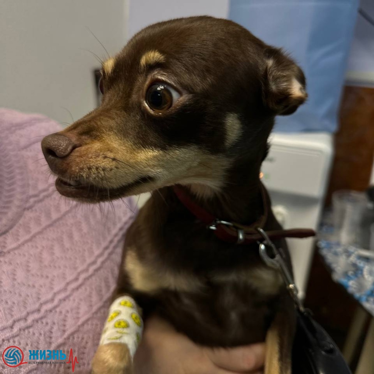 Что делать, если собаку укусил клещ?