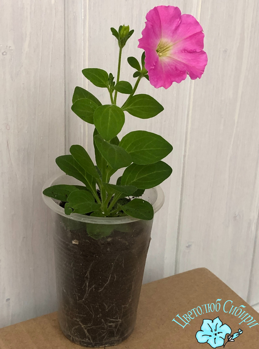 Цветение будущей "петунии-палки" на стадии рассады