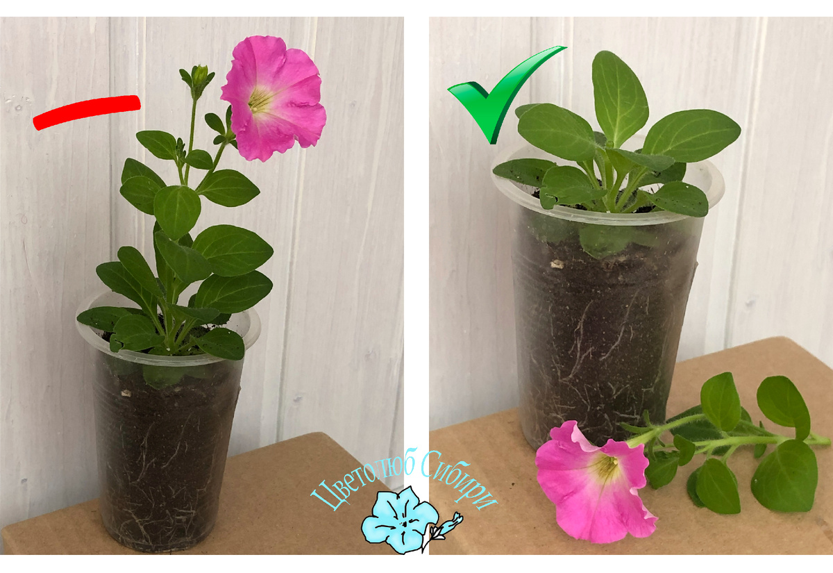 Петуния-рассада до и после стрижки