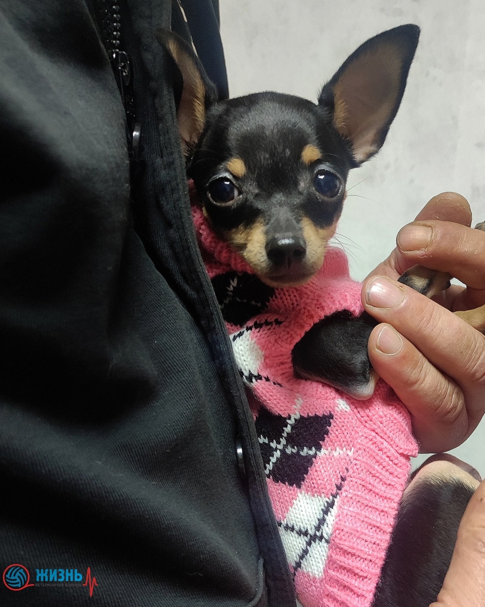 Стрижка когтей животным в Калуге.