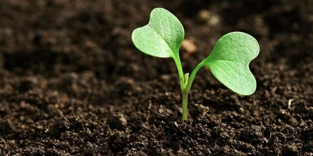 Календарь садовода-огородника с 05 - 10 мая 2025