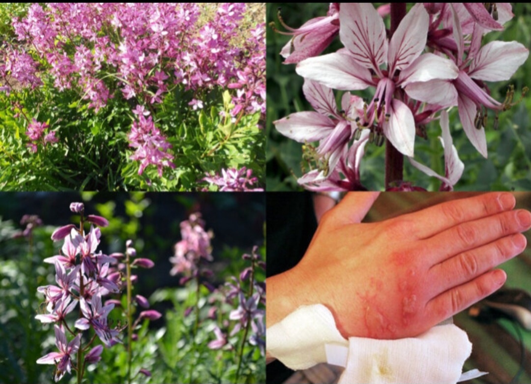 Опасные цветы