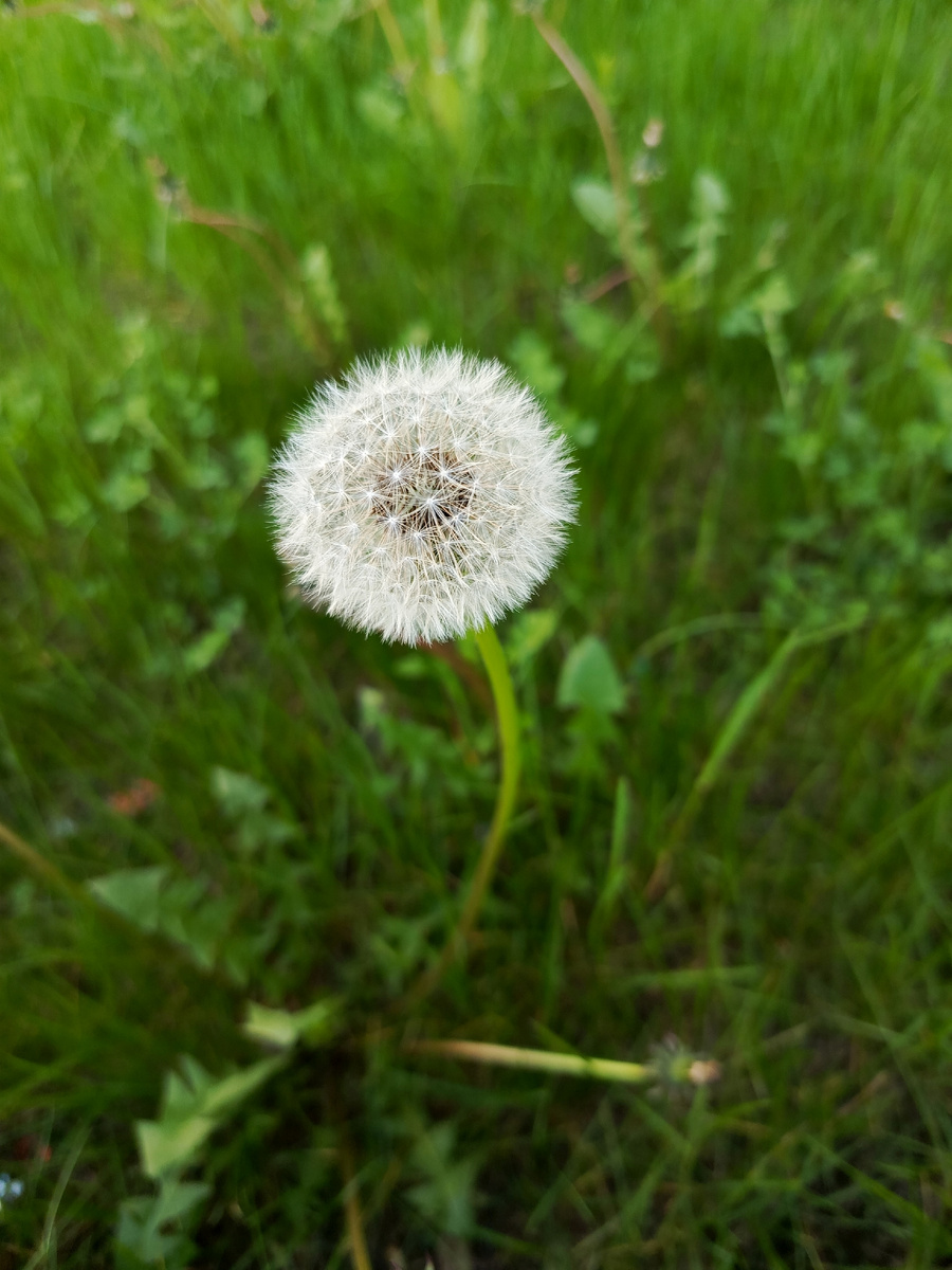 Немного южной весны для вас. Фото автора📸