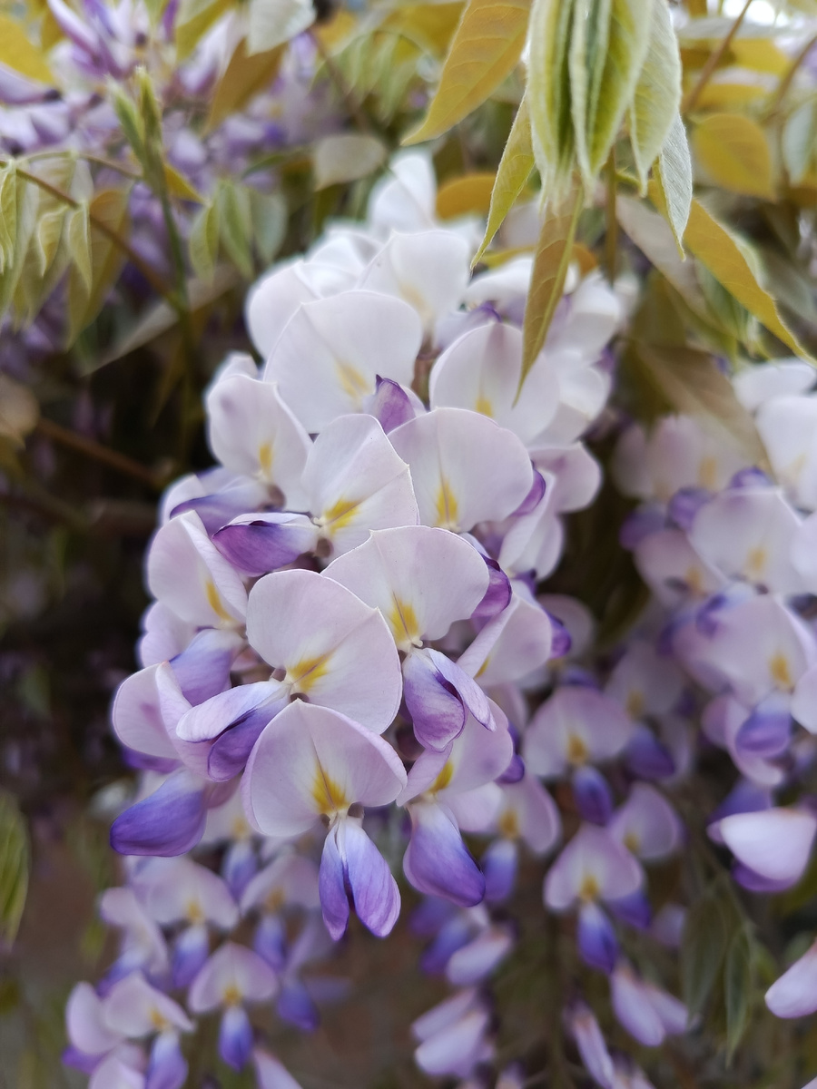 Прекрасная глициния. Немного южной весны для вас. Фото автора📸