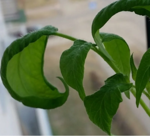 Перец скручивает листья вниз