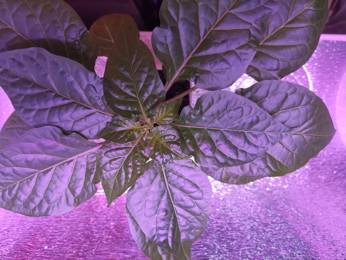 Листья рассады перца.