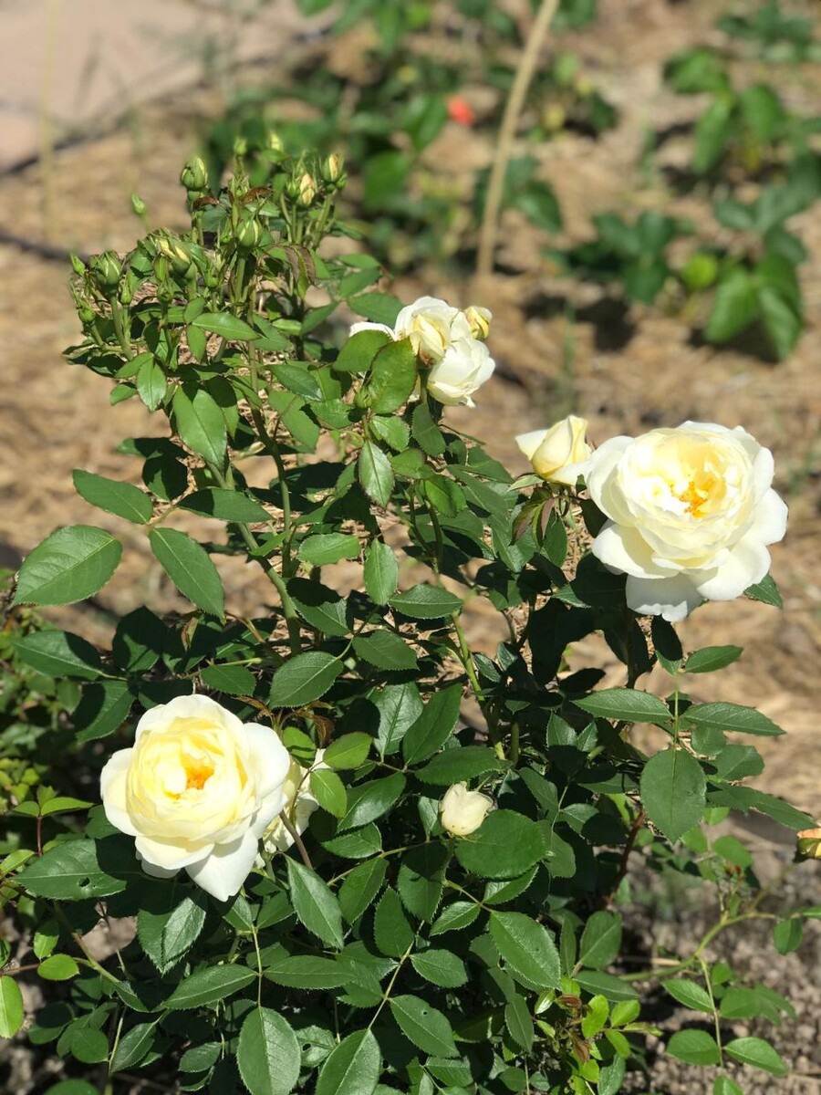 Еженедельный астропрогноз 5 – 11 мая 2025 года