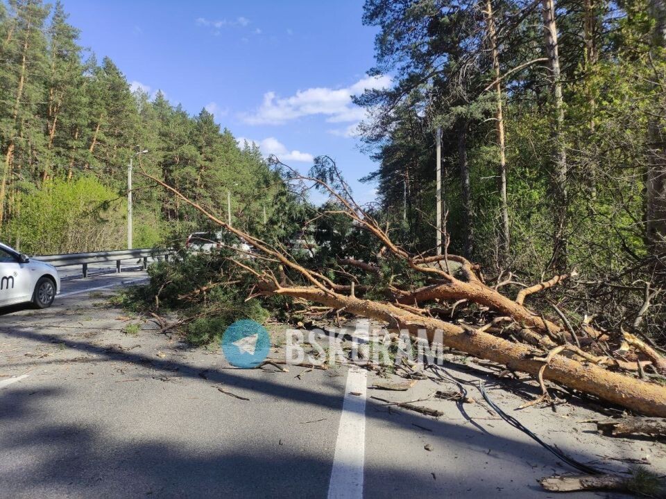    Дерево упало на дорогу. Источник: "Бийск 22"