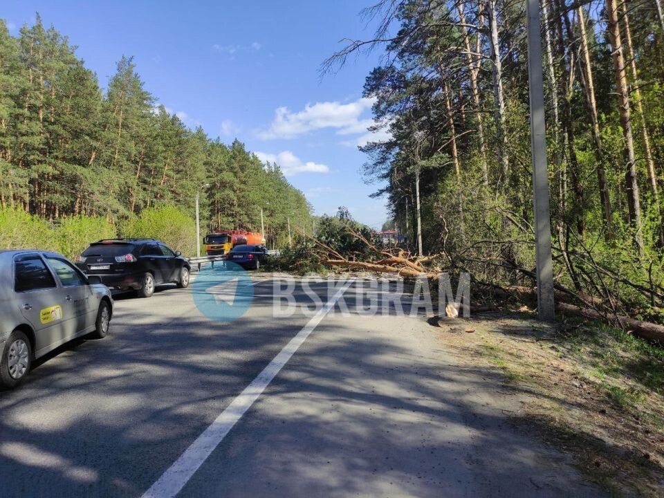    Дерево упало на дорогу. Источник: "Бийск 22"