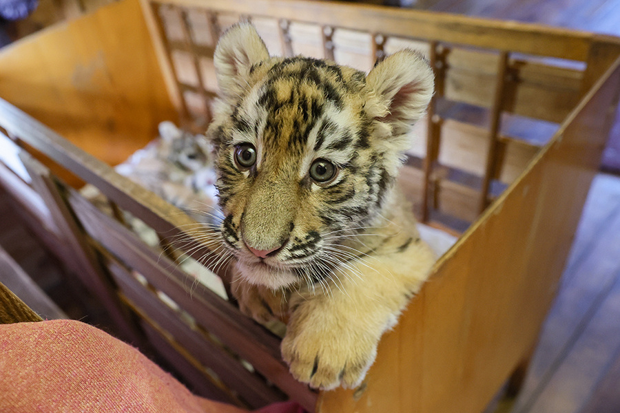    © Дмитрий Ягодкин/ТАСС