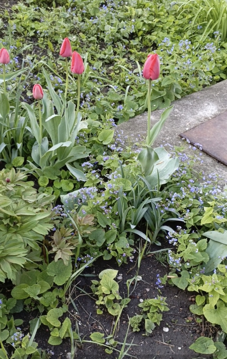 Цветы во дворе.