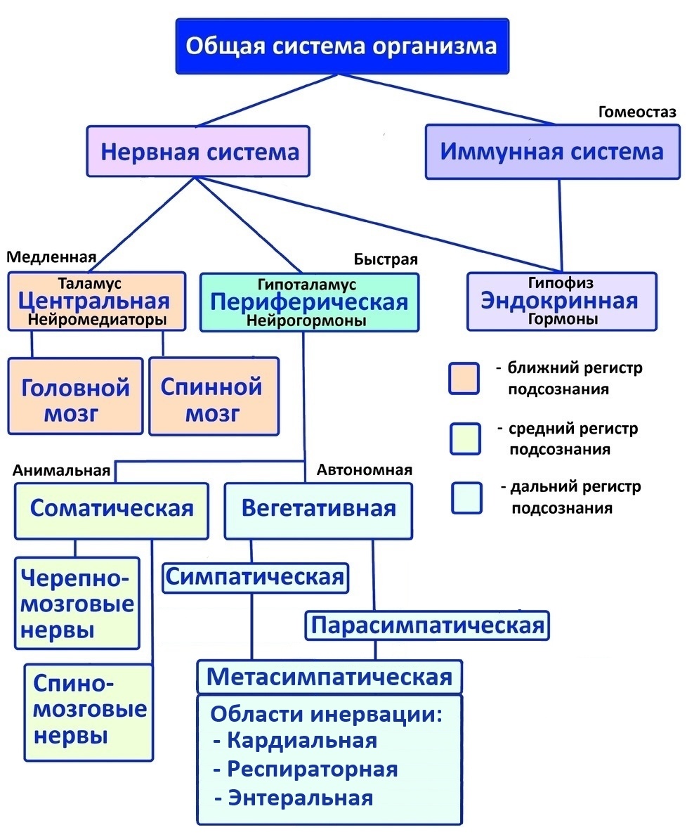Нервная система.