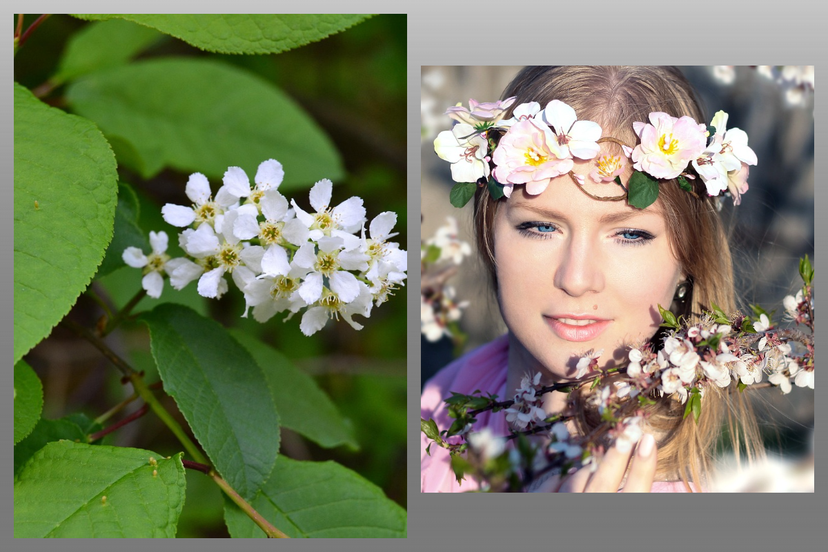 Черемуха, весна/pixabay.com