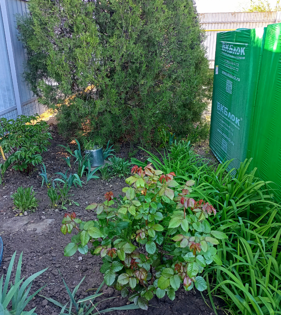 Моя майская клумба. Фото из личного архива.