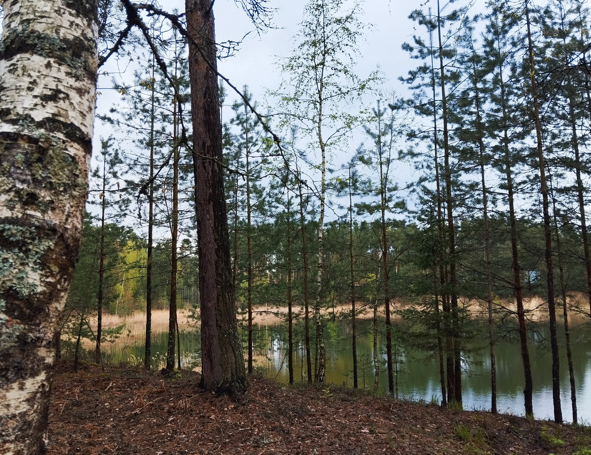Тихо в лесу. Московская область. ЗДЕСЬ и далее фото автора и(или) из личного архива автора, если не указано иначе.