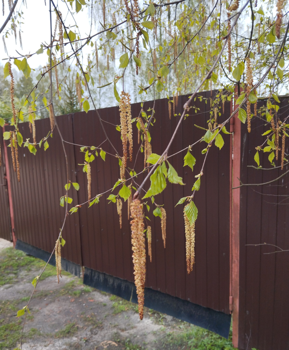 Май в Подмосковье.