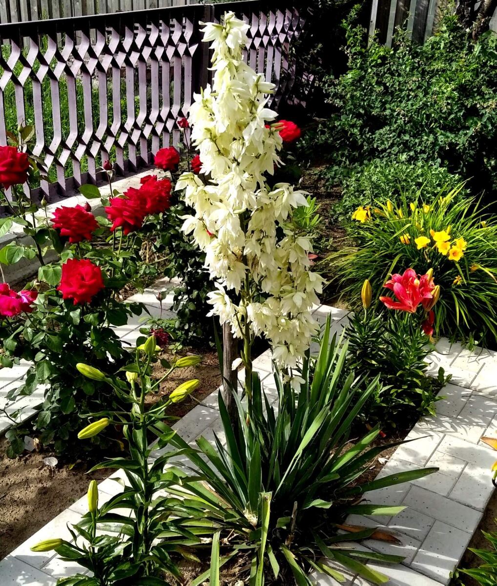 Юкка нитчатая в Сибири. Фото автора.