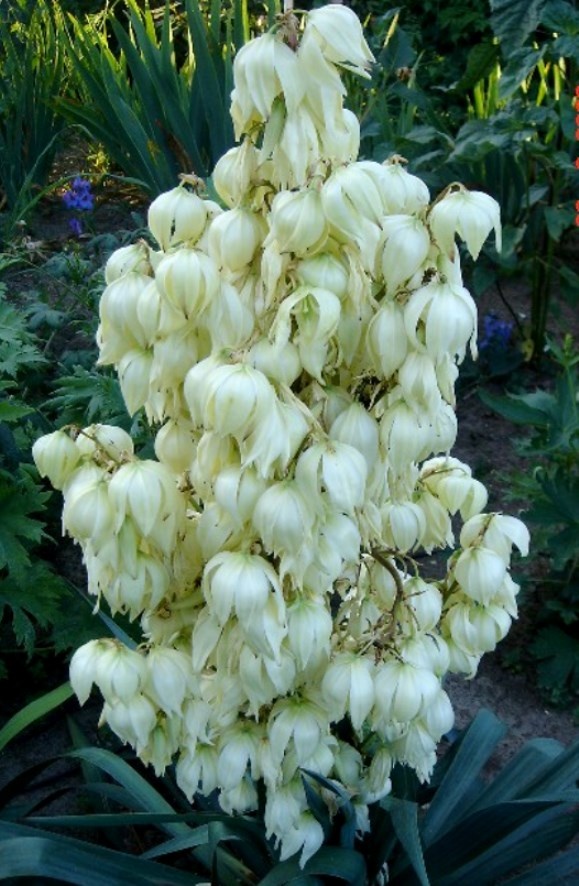 Юкка нитчатая